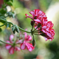 Královská pelargónie nebo pelargonium (70+ fotografií): aristokratka ve velkolepých šatech